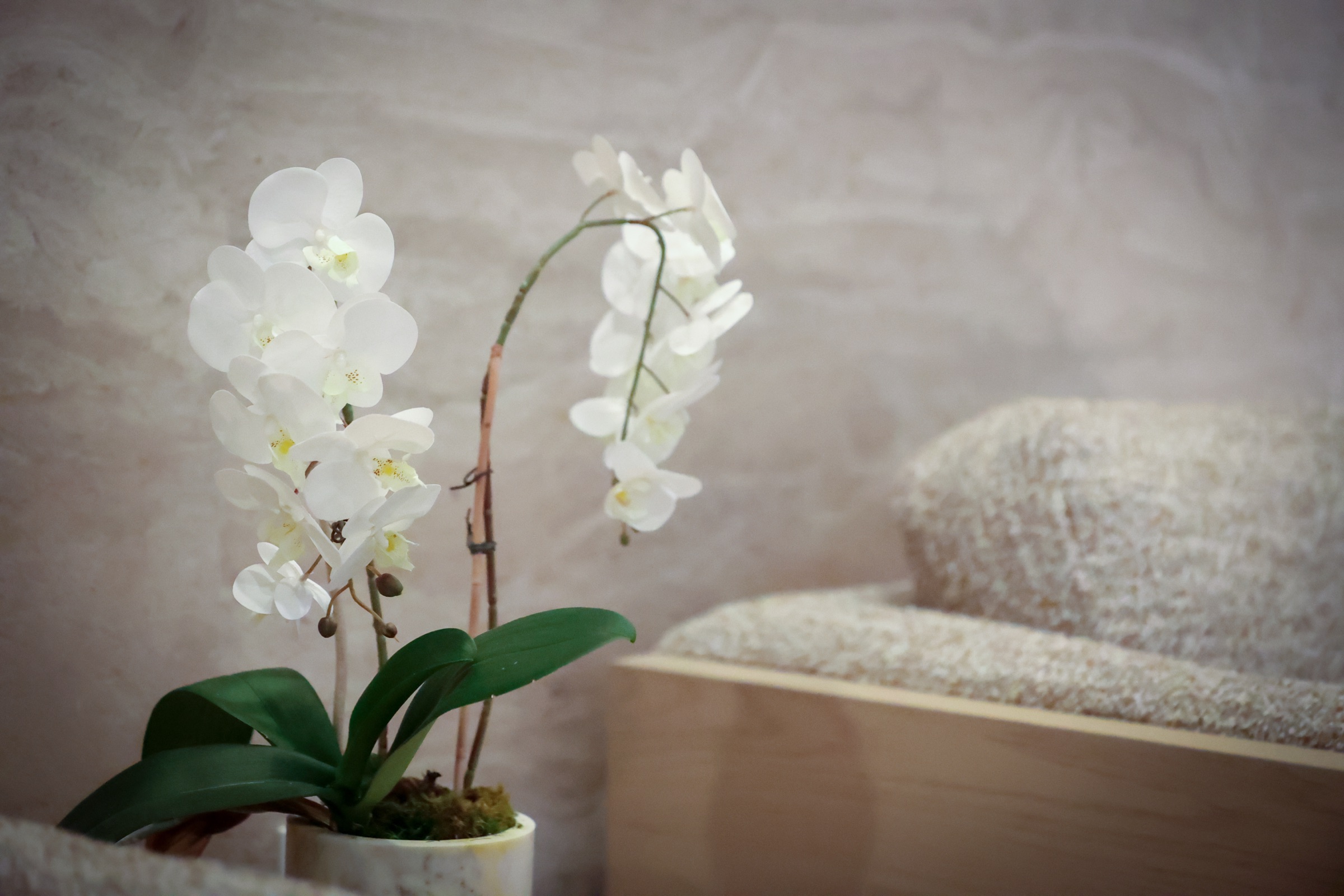 Orchid detail at The Practice